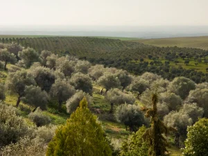 Alentejo Forest