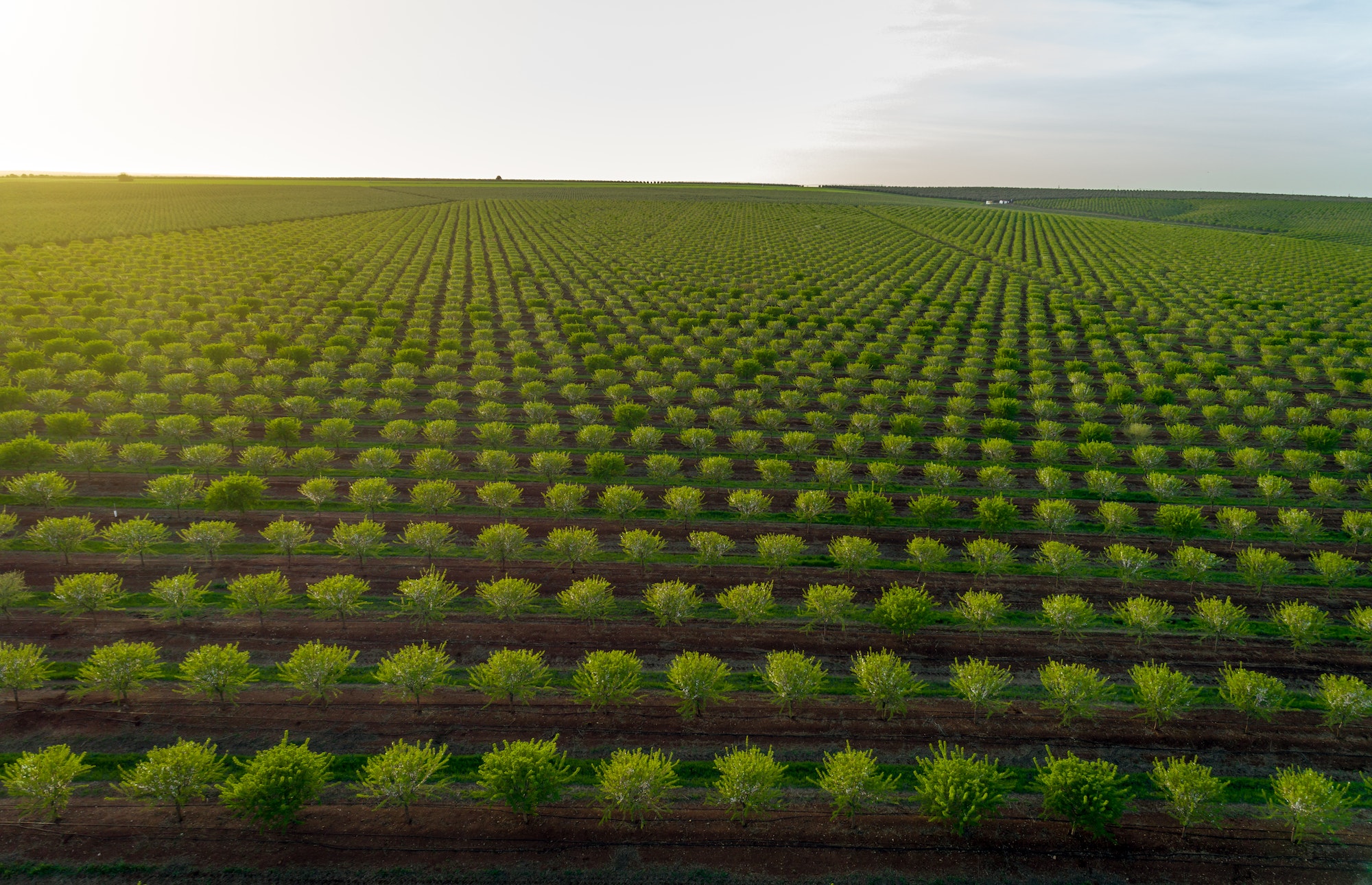 Aereal views of almond tree plantation in Alentejo, Portugal