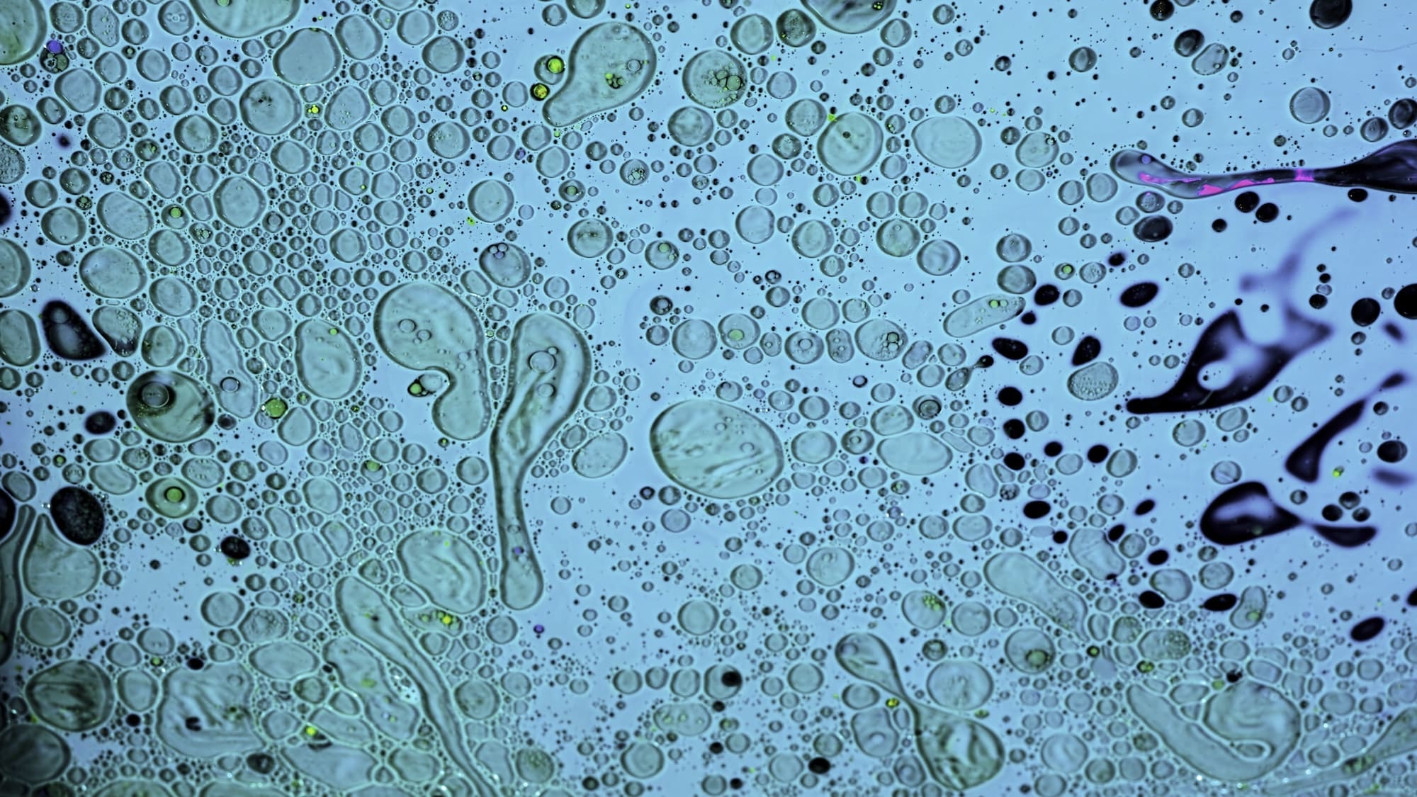 Close up of tiny bacteria under the microscope, scientific background. Stock footage. Infection