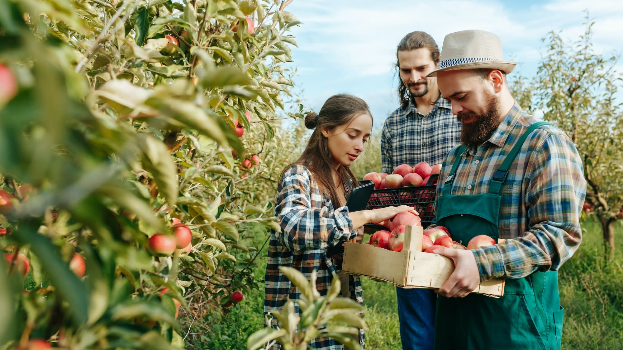 young female farmer with digital tablet in hand checks the quality of apples.