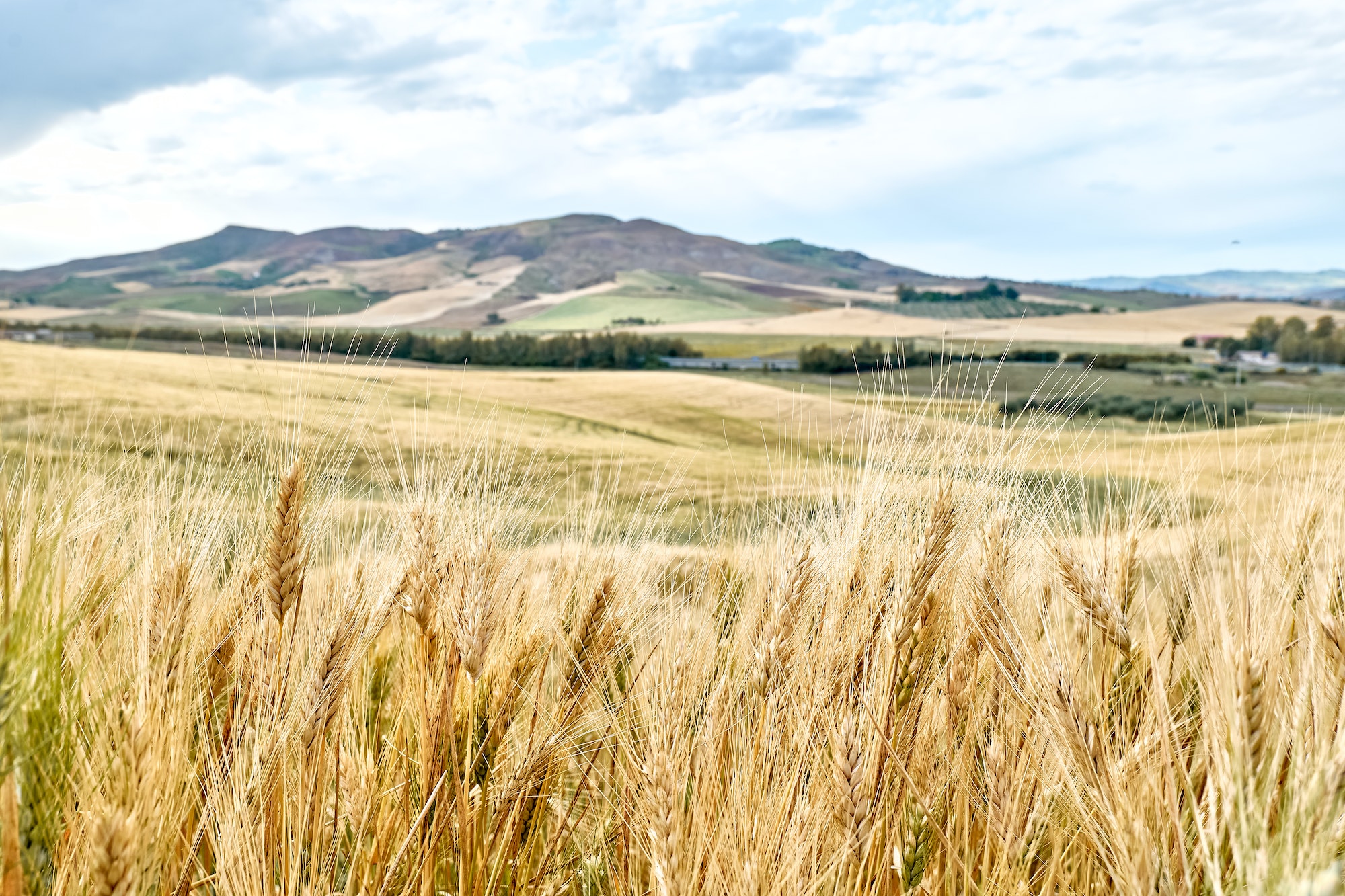 Beautiful summer landscape with golden wheat field winding road leading to mountain hills in horizon