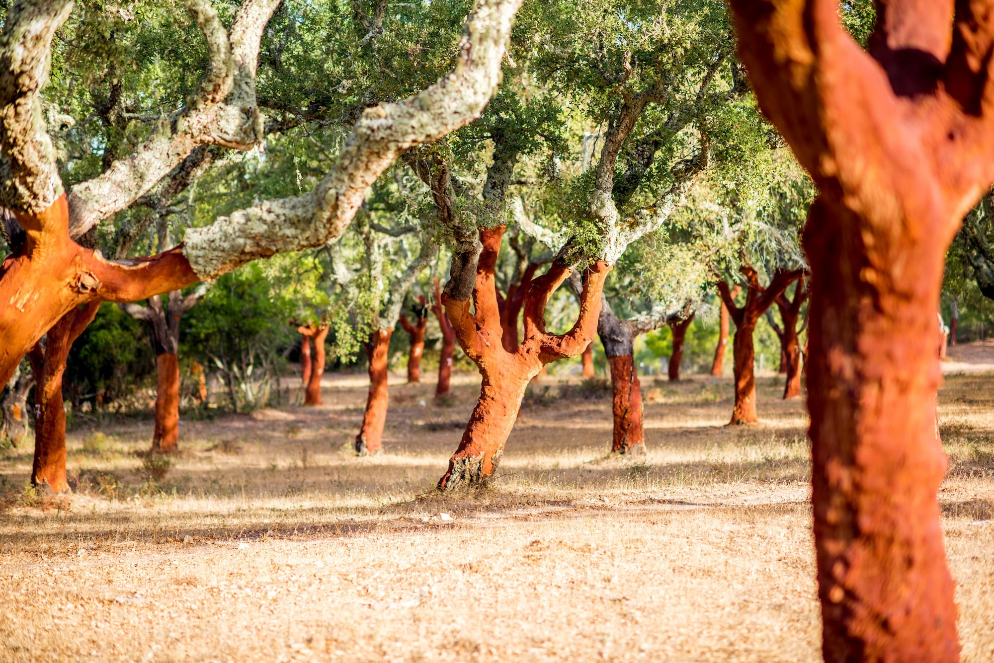 Cork Association expresses "deep concern" about cork oak felling by EDP