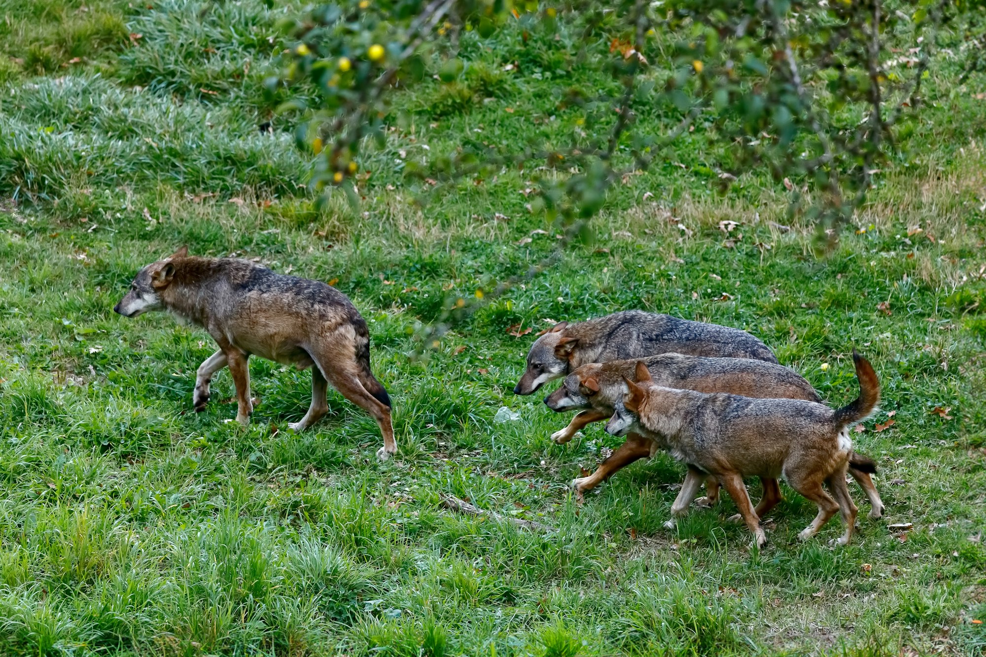 Group of wolves in the forest.