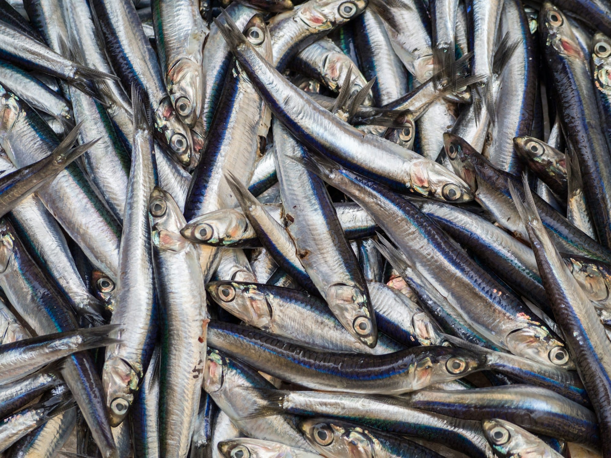 A basket of sardines