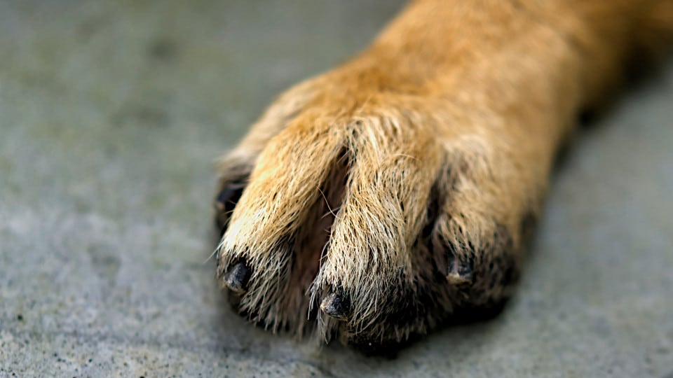 PSP with more than a hundred complaints of animal abandonment in 2024