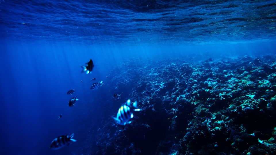 Expedition departs today to collect data from Portugal's largest underwater mountain