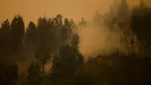 The area that burned in 2024 was the largest in the last six years.