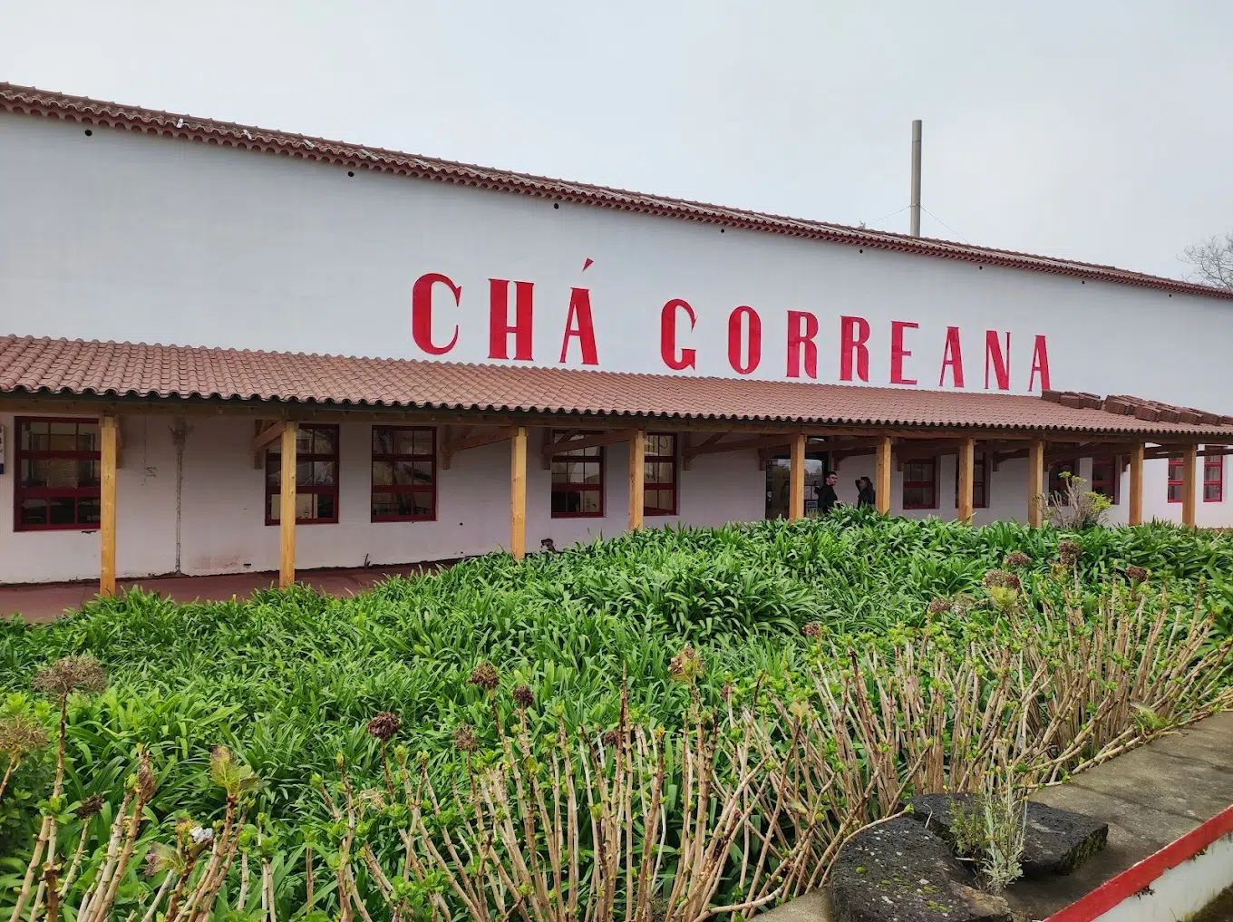 Chá Gorreana3