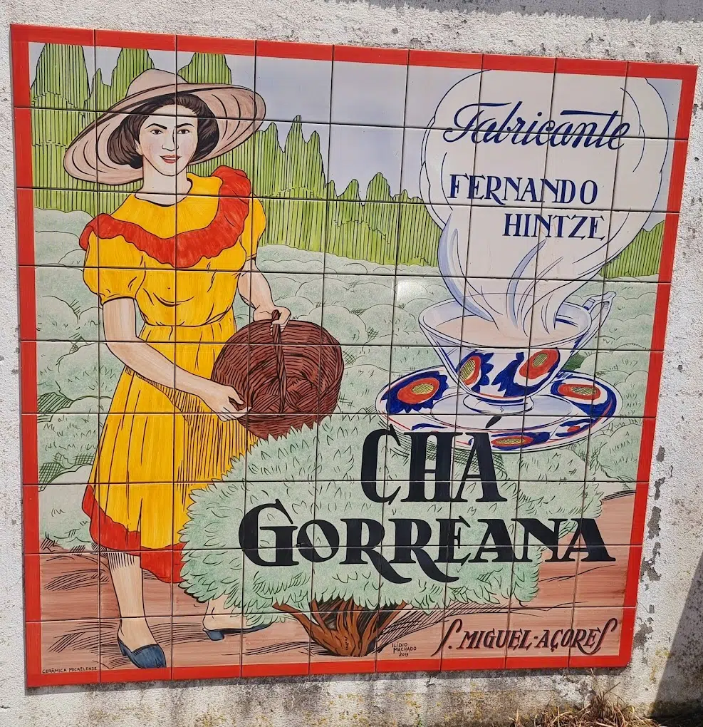 Chá Gorreana4