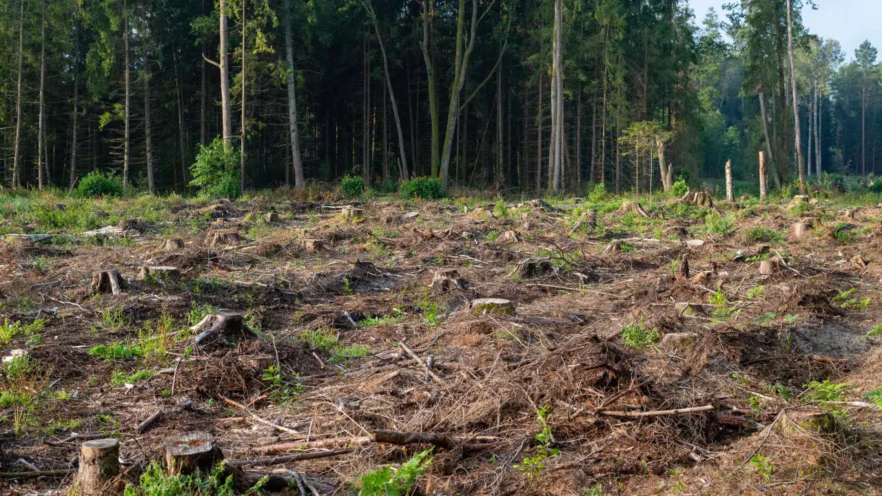 Land clearing extended until May 31. Marked 988 parishes