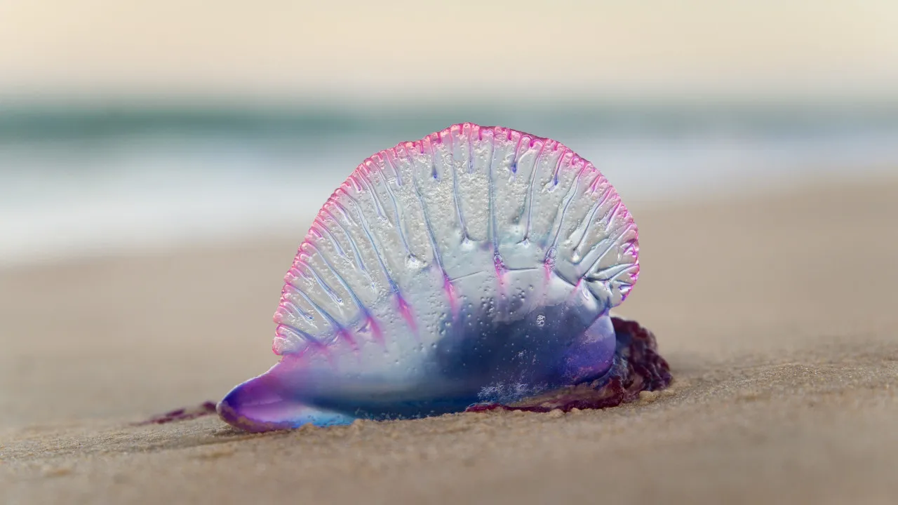 Portuguese man o' war continues to be spotted (from Marinha Grande to Madeira)