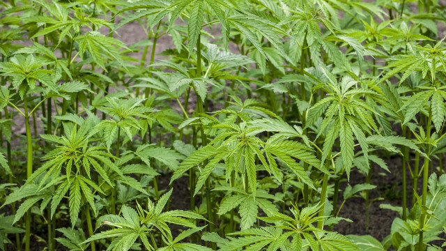 Apreendida 1 tonelada de droga a rede de canábis medicinal. Há detidos