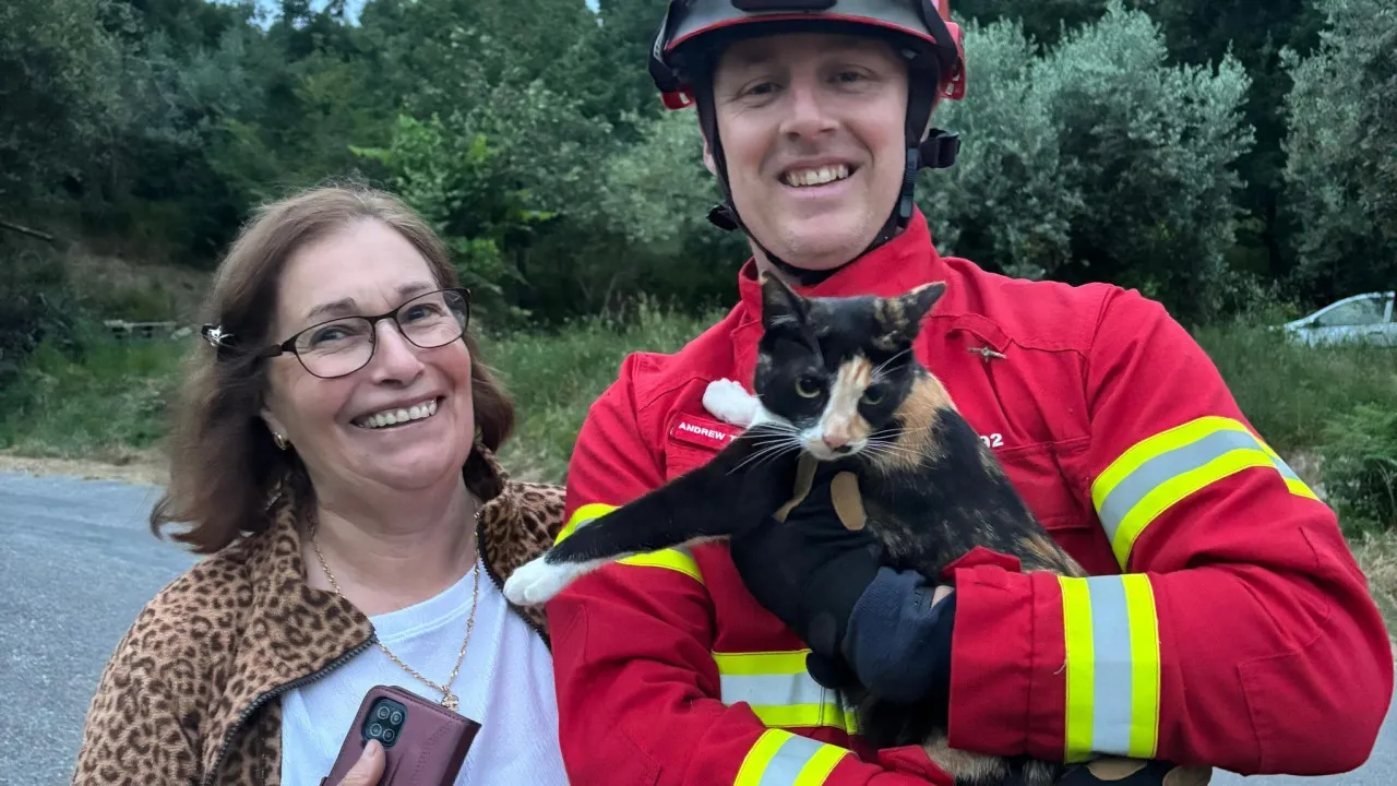 "Adventurous" cat climbed a tree but lost "courage". Ended up being rescued.