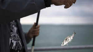 BE/Azores proposes a compensation mechanism for fishermen