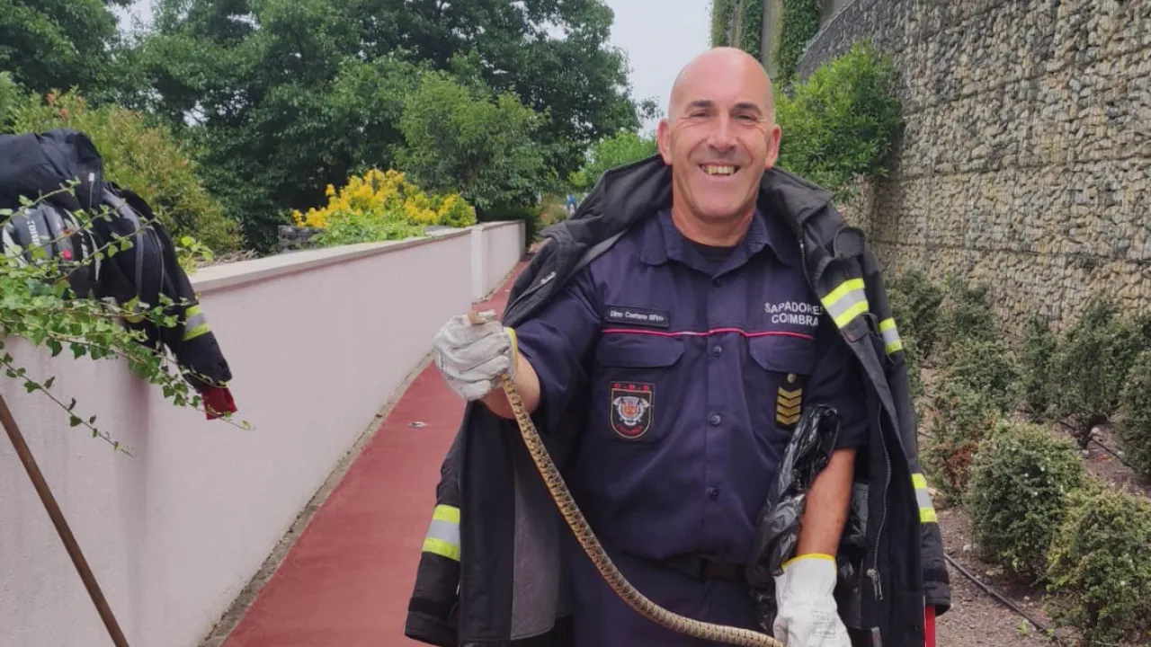 Firefighters remove snake from Forum Coimbra