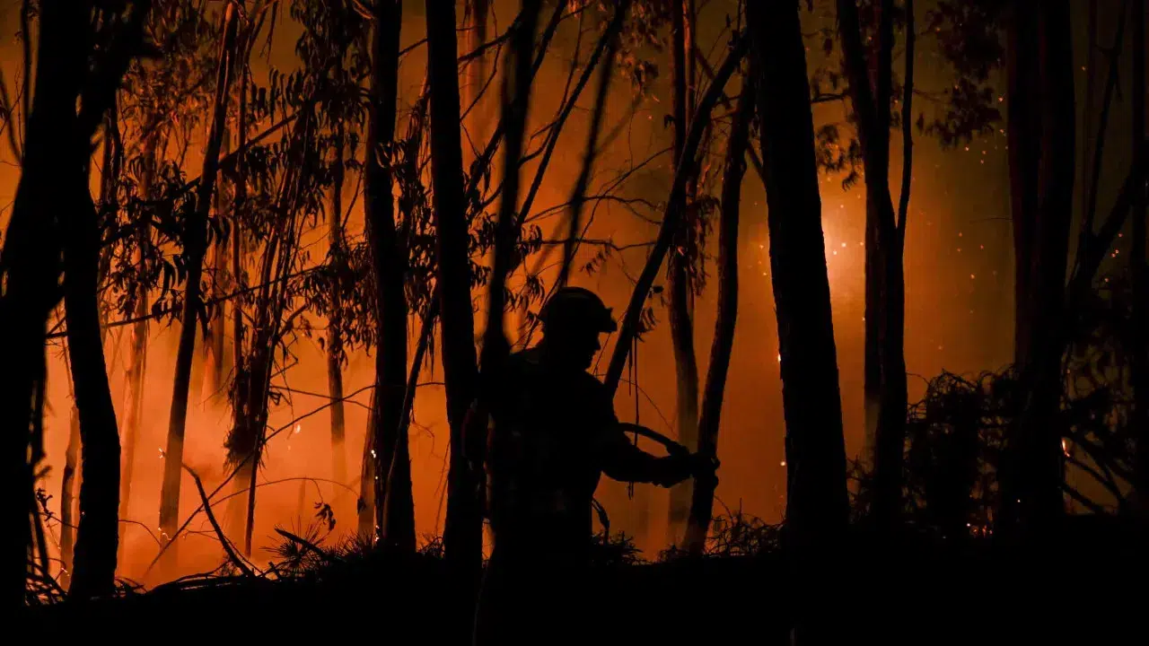Fires: Report estimates losses of 67 million in the forest in 2024