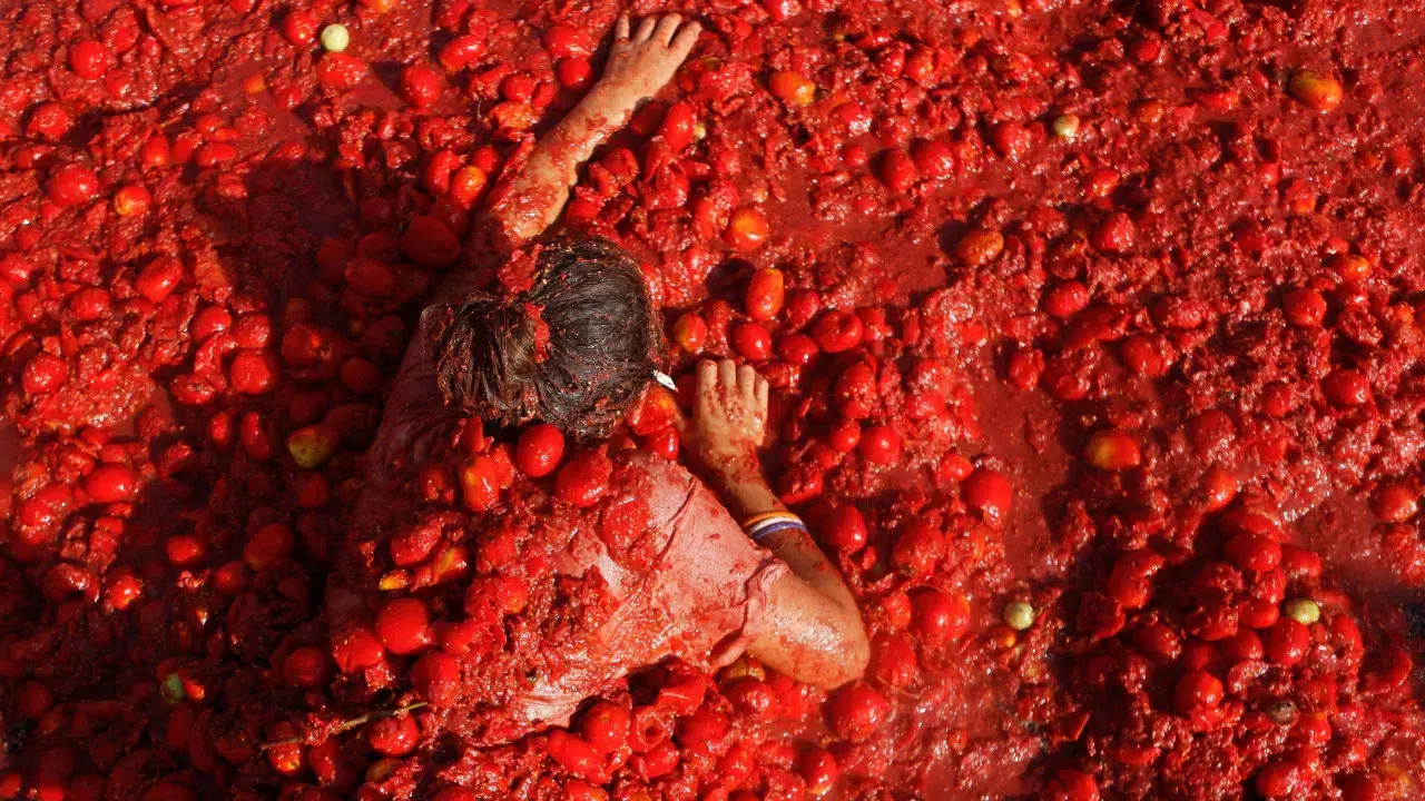 Portugal has 236 varieties of tomatoes. Here is the 2025 Varieties Catalog.