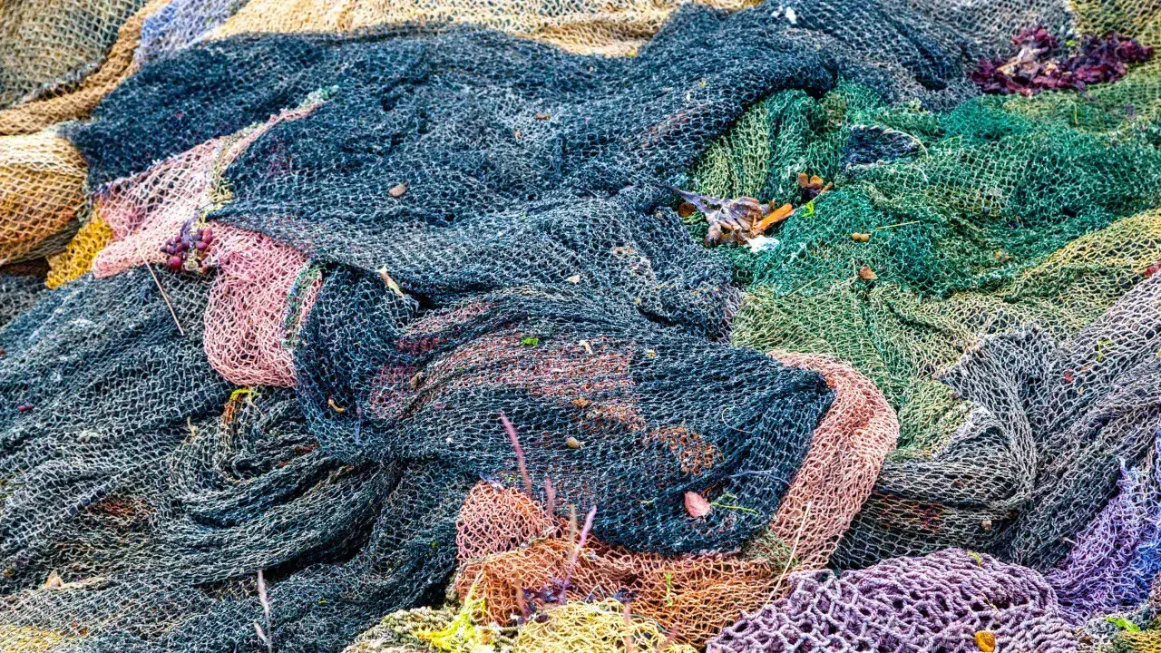 "Unacceptable situation." Government to 'tighten the noose' on illegal fishing