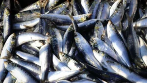29th Portimão Sardine Festival expects more than 130,000 visitors