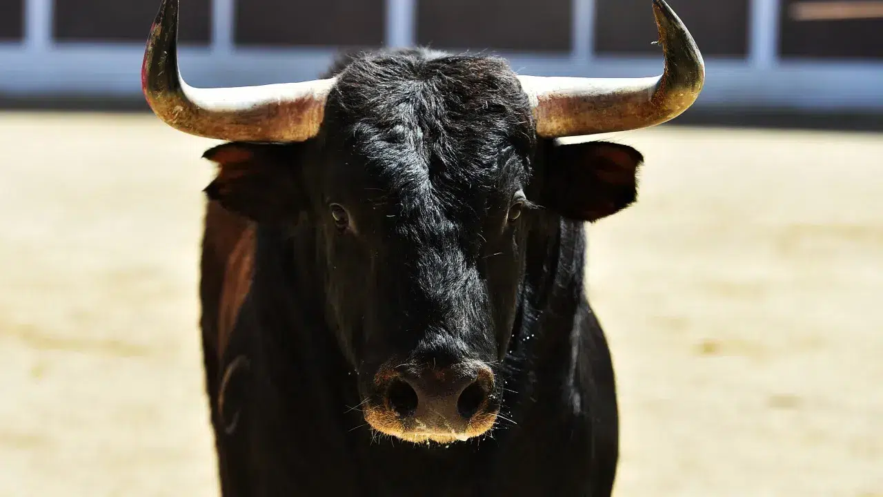 Bull drowns after falling into the sea during a bullfight on Terceira Island
