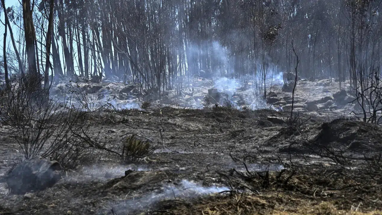 Burned area has tripled in the last 15 days. Nearly 30,000 hectares.