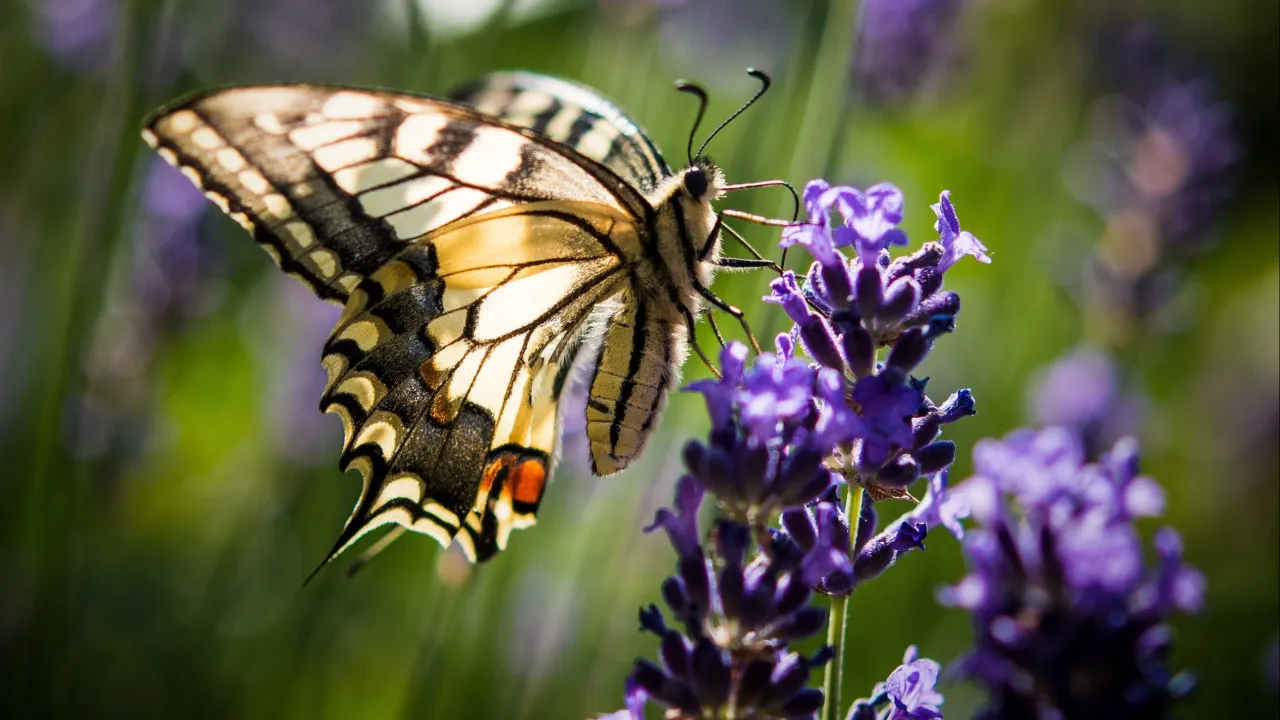 Circulation of lavender and rosemary with new rules due to 'Xylella'