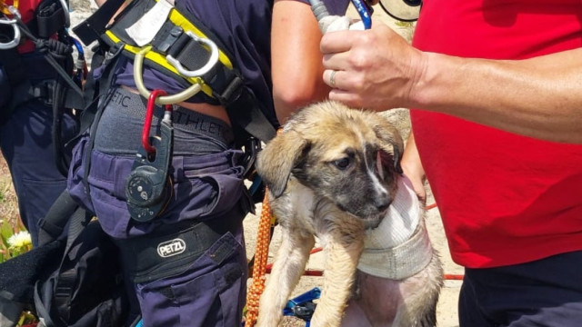 Cão resgatado de uma arriba em Peniche. Não tinha microchip