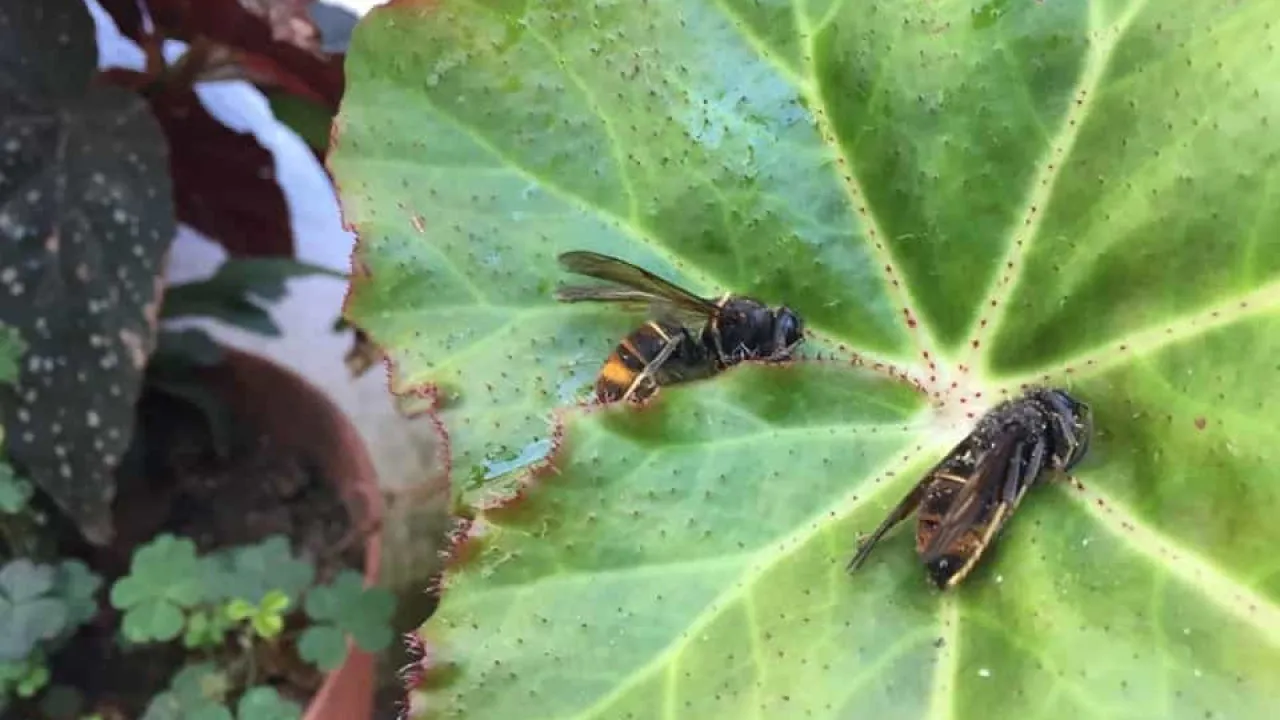 Man dies after being stung by Asian hornet in Paredes de Coura