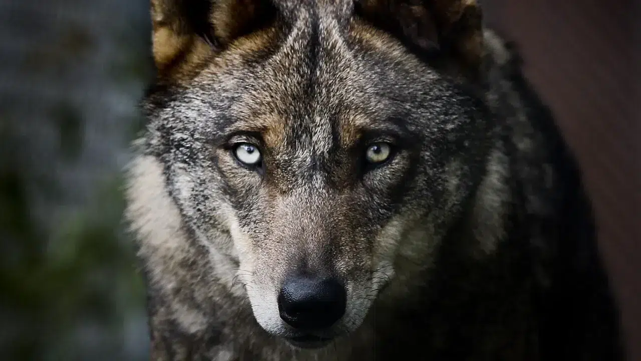 Pack Program wants to protect habitats and wolves (and reduce conflicts)