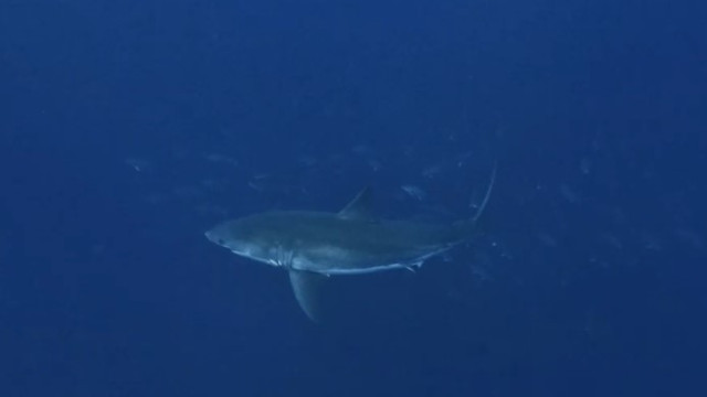 More sharks in the Azores?