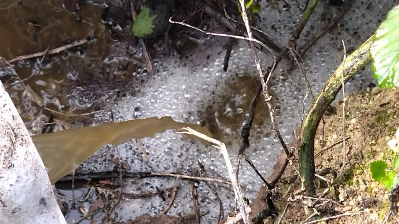 About 50 people removed dead fish from the Lis River (after discharge)