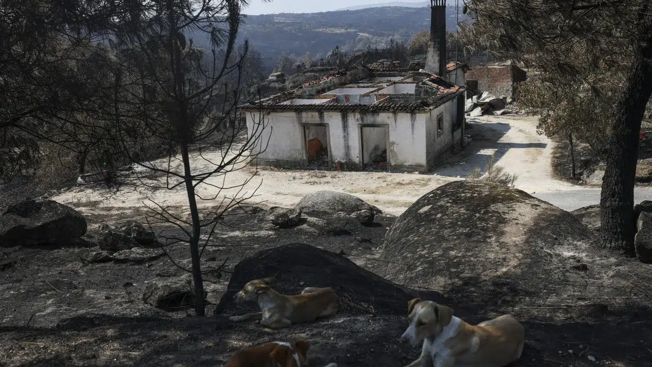 About 5,000 hectares of wasteland burned in Guarda and Coimbra.