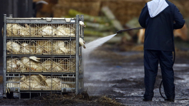 Avian flu detected in Setúbal. Animals were culled