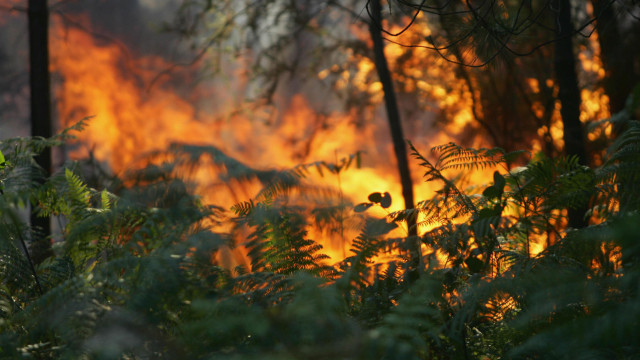 "Alert situation" closes monuments in Sintra and forest perimeter