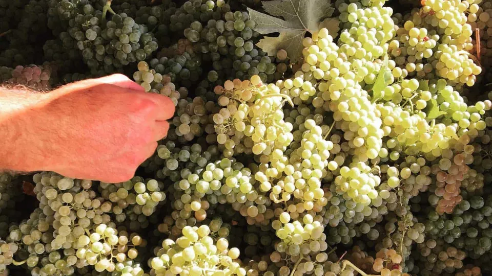 ASAE and Vinhos Verdes, from Douro and Porto, control the authenticity of the grapes