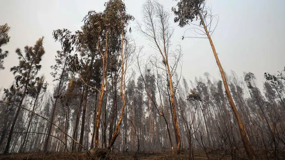 Association Zero warns of the need to stabilize affected lands