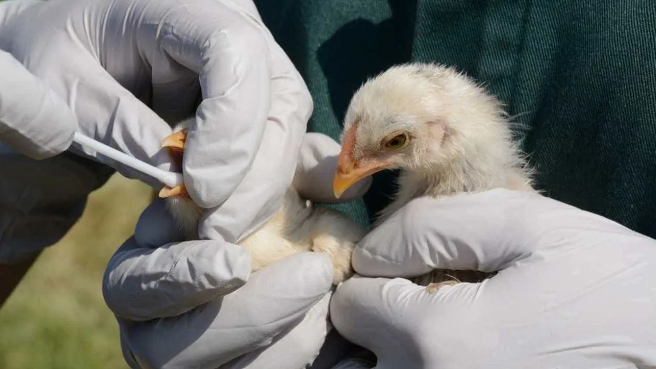 Bird flu detected in Setúbal. Animals were culled.
