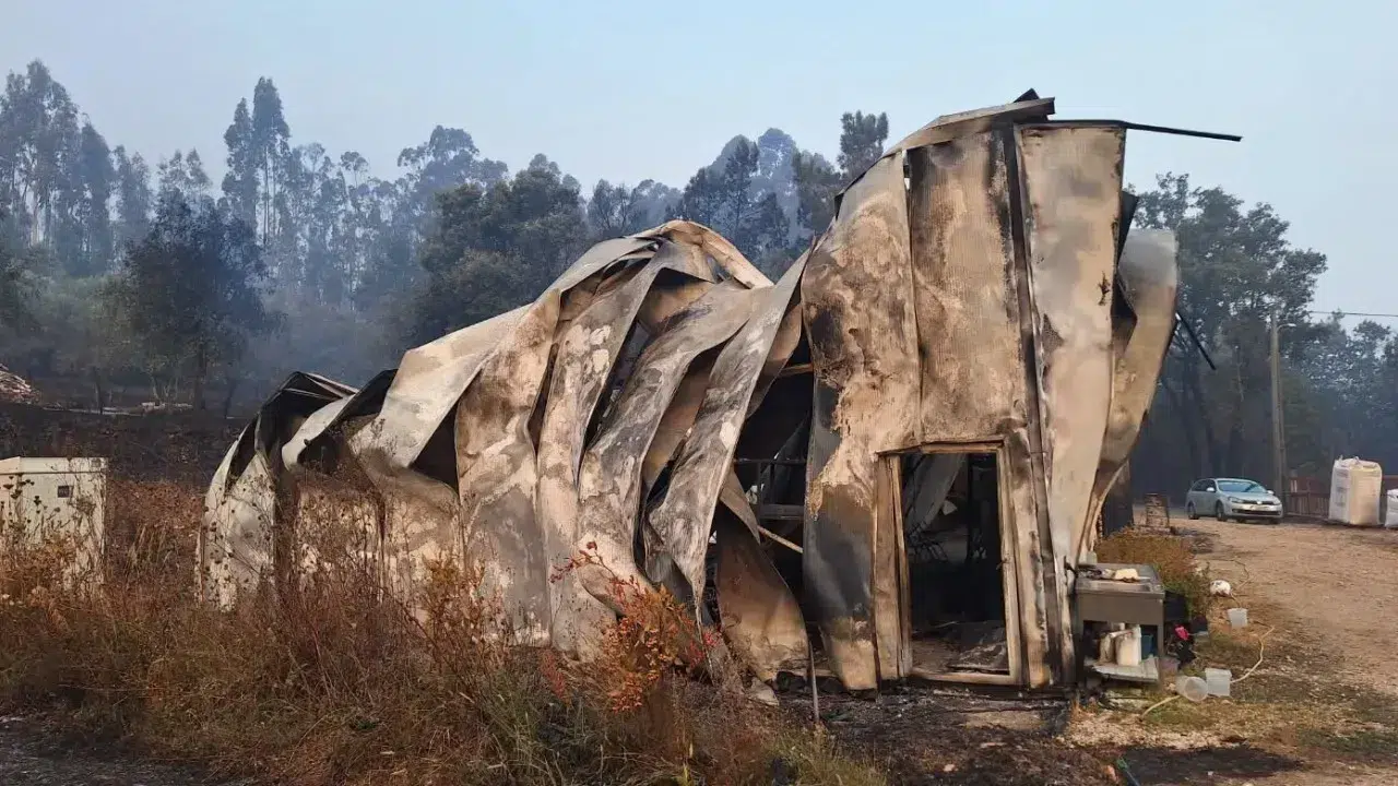 Blueberry production company in Lousã burned down: "Everything was lost"
