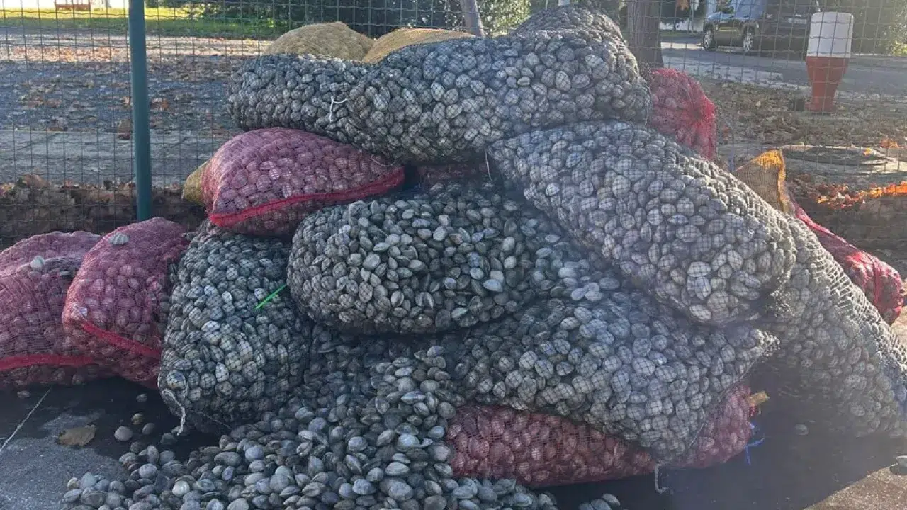 Capture of Japanese clam in Sado prohibited from Friday