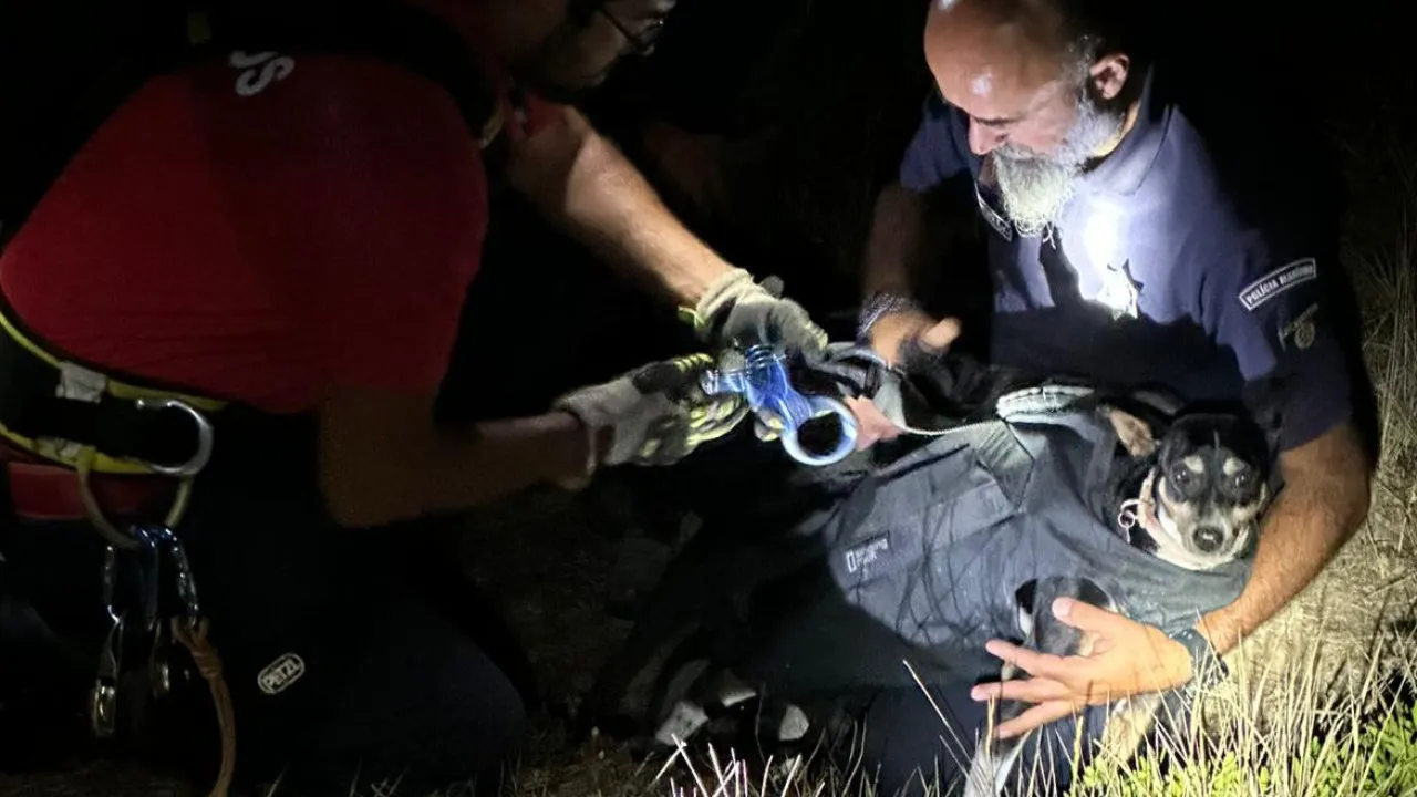 Dog trapped on a cliff in Peniche. Was rescued (and handed over) without injuries