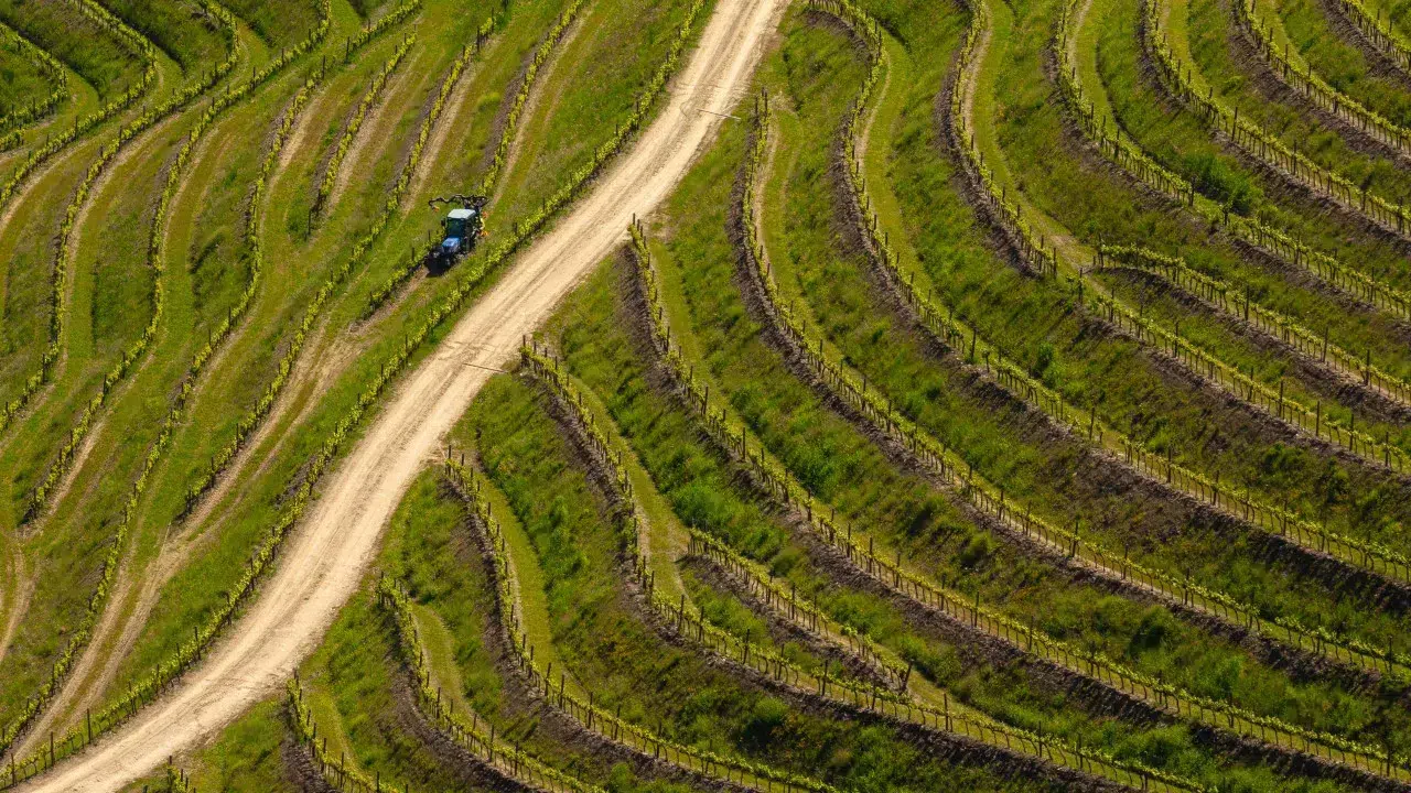 Douro. At the door of the harvest, producers ask the Government to implement measures