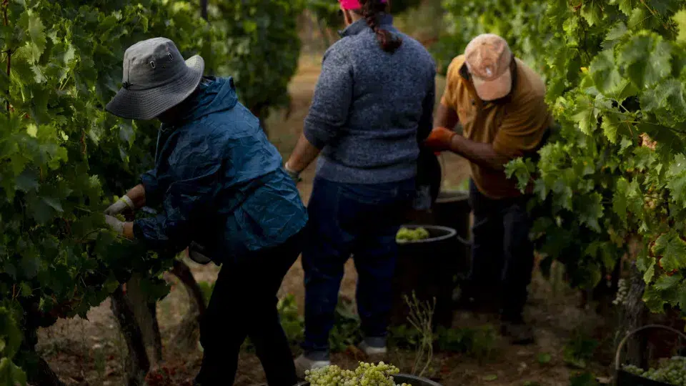 Douro in harvest with the prospect of a drop in yield and good quality