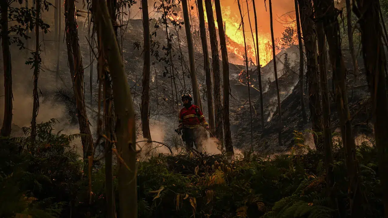 Environmental association Zero advocates for the assessment of forest firefighters.