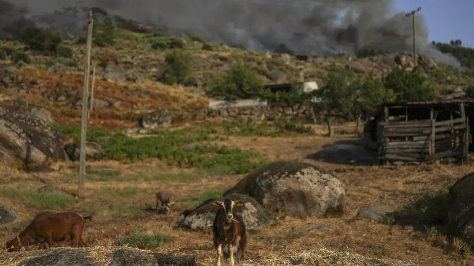 Farmers from São Miguel donate 12 tons of food for animals