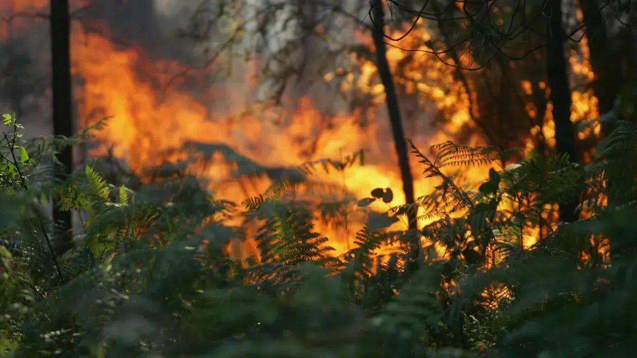 Fire in Pampilhosa da Serra forces the evacuation of the village of Covanca