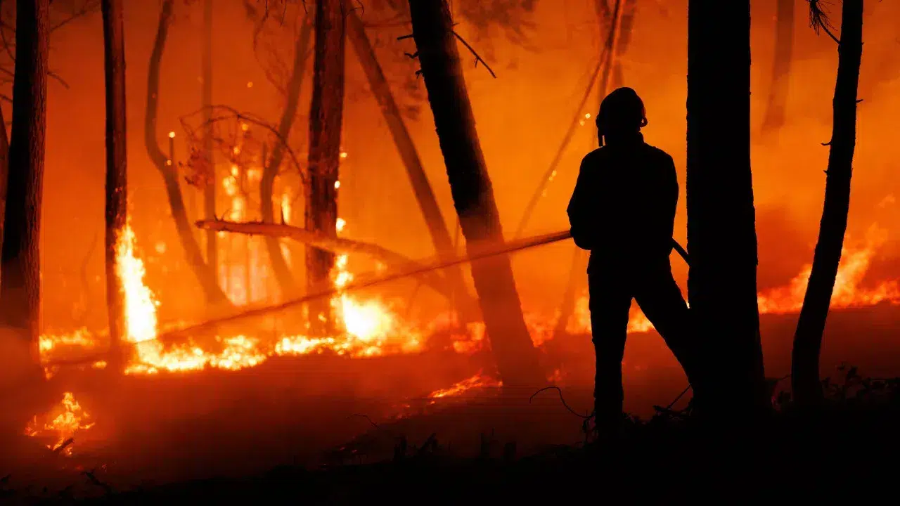 Fire in Sertã in pine forest area fought by 250 operatives