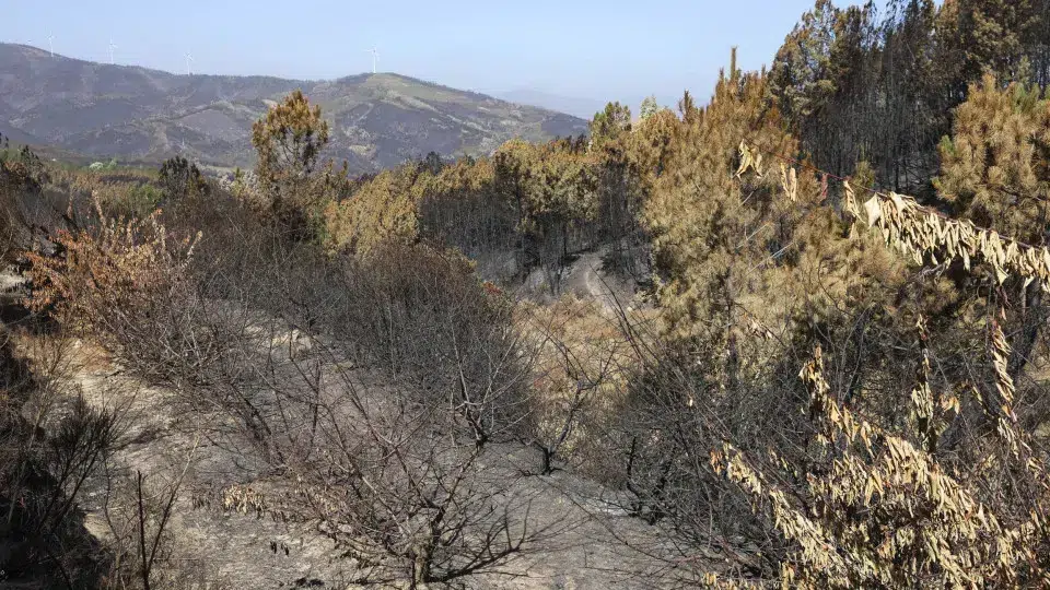 Fire makes the future difficult for the Fundão village that gained new life with cherries.