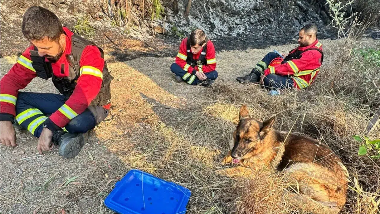 Firefighters save "dog surrounded by flames". Animal 'thanked'