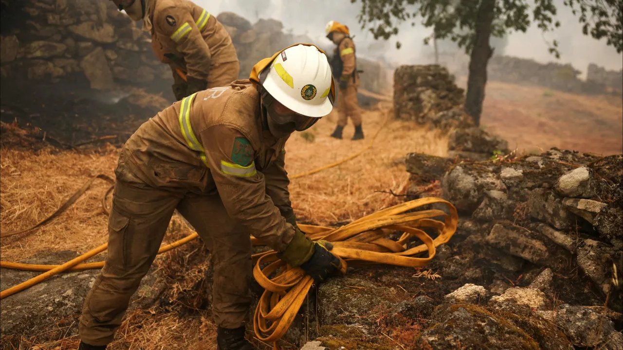 Fires. Castelo Branco supports farmers with veterinary service