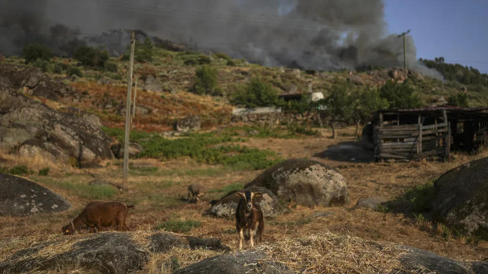 Fires may have killed about 400 ungulate animals in the central mountain range.